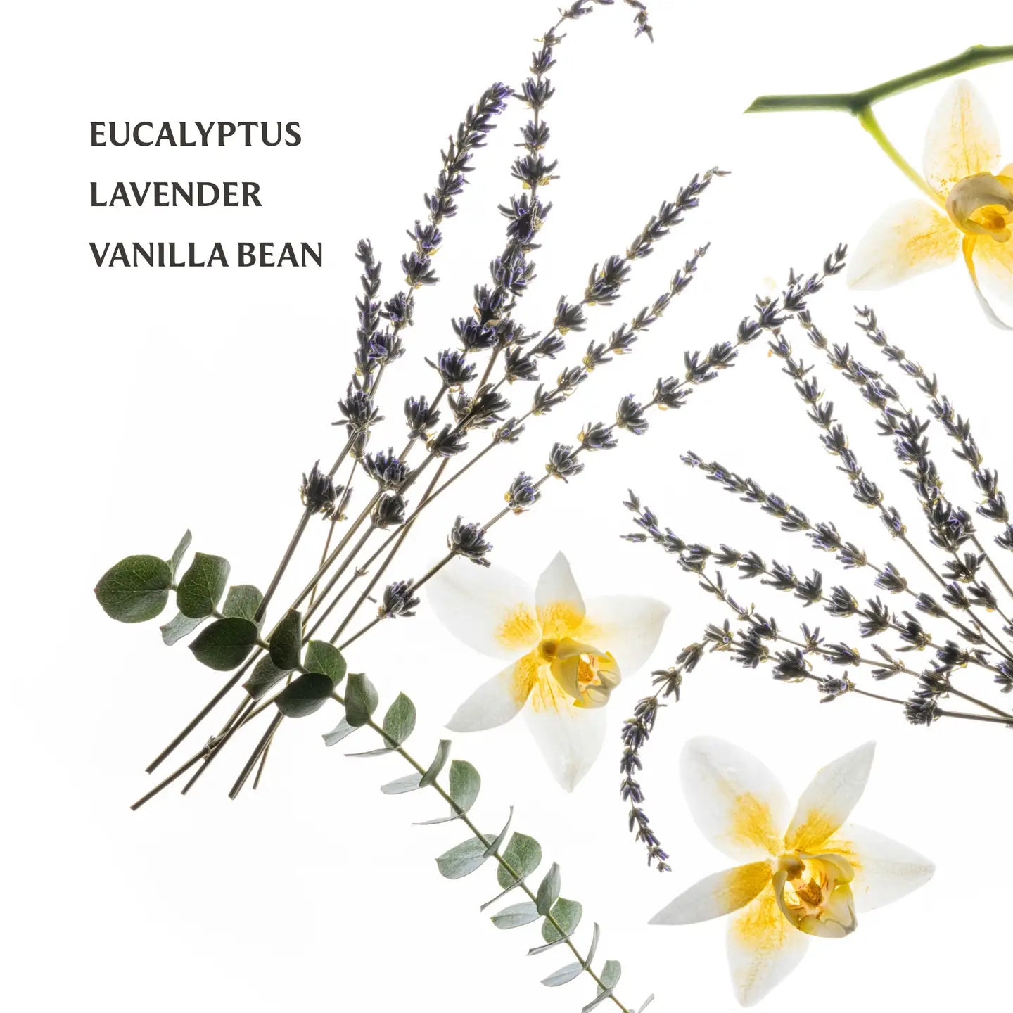 Touchland : Lavender